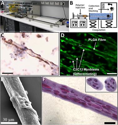 Wet-Spun Trojan Horse Cell Constructs for Engineering Muscle